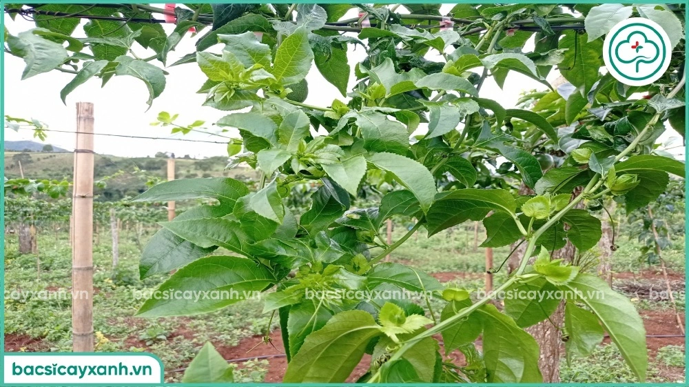 Chanh dây siêu ra hoa đậu trái